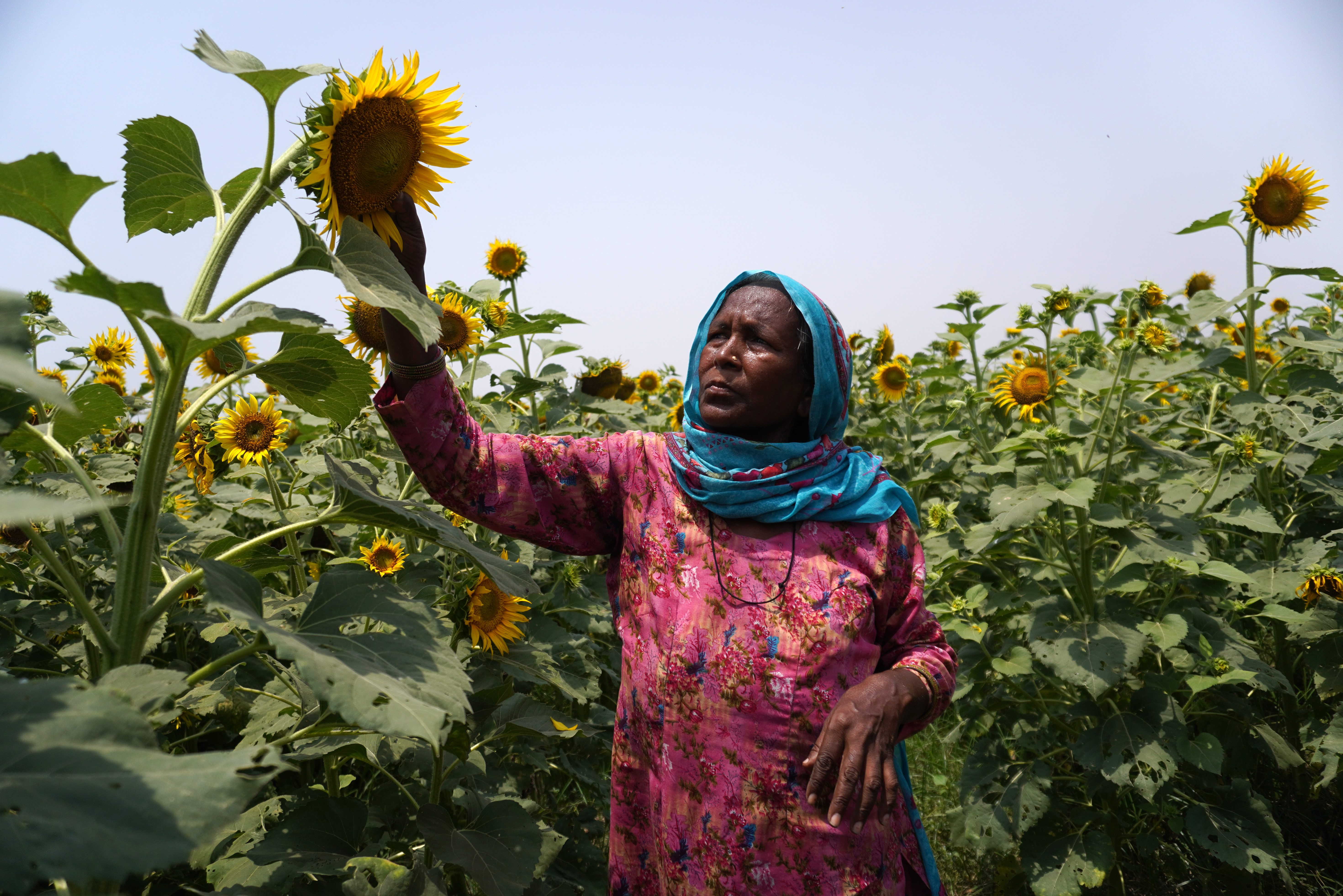 A farm labourer inspects sunflower crop at a farm in Shahbad, Haryana, India on Tuesday, June 7, 2022. India has allowed tax cuts on some edible oils including sunflower to cool off domestic market amid the ongoing war between Ukraine and Russia as well as Indonesia's ban on palm oil exports. (Photo by Mayank Makhija/NurPhoto)NO USE FRANCE