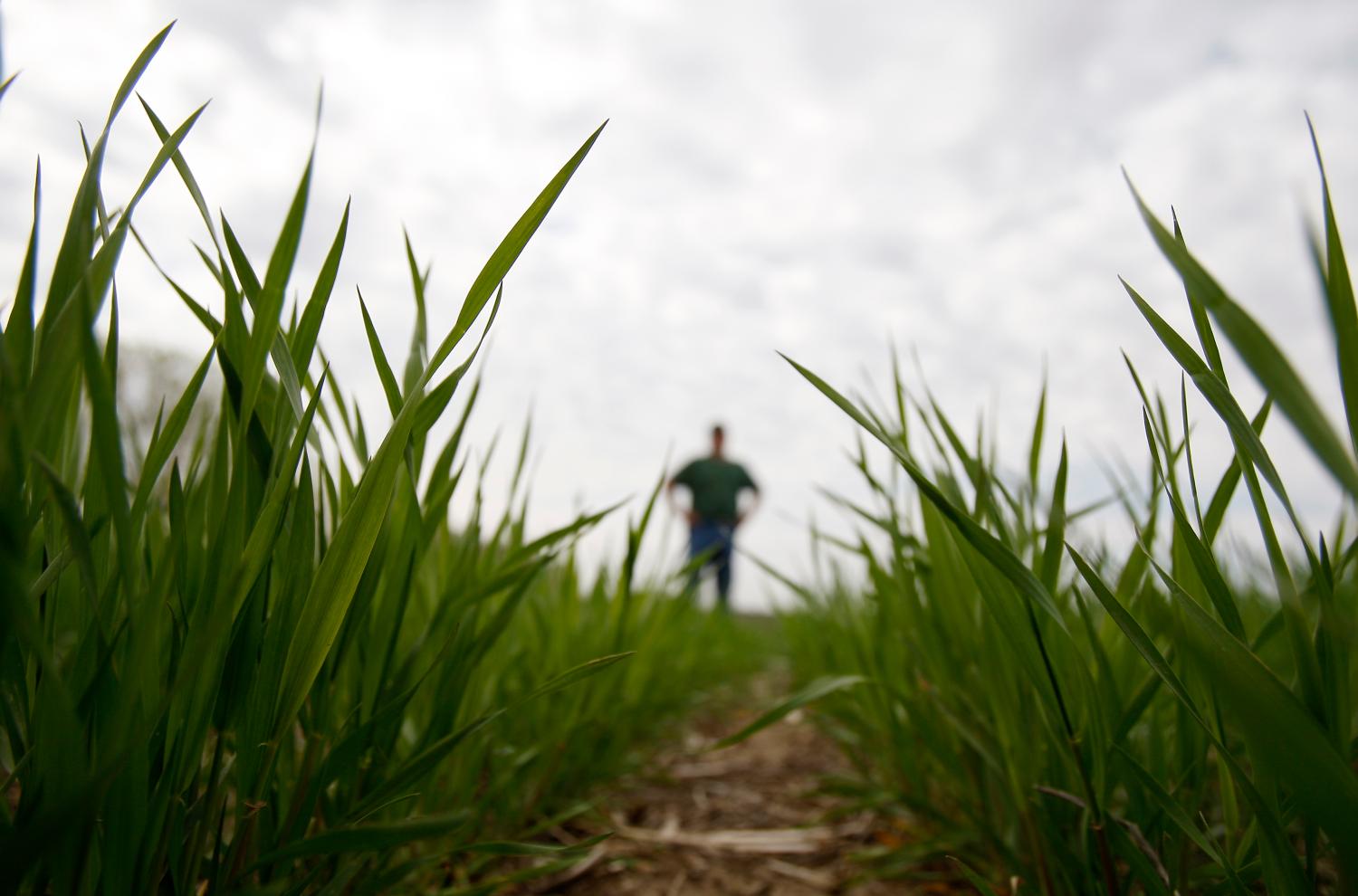 A farmer stands in a wheat field in Lincoln