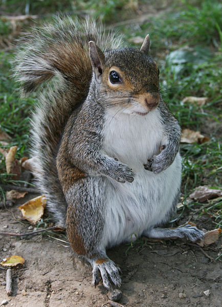 Common_Squirrel