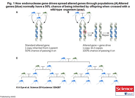 rna_gene_drive