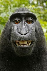 Macaca_nigra_selfportrait