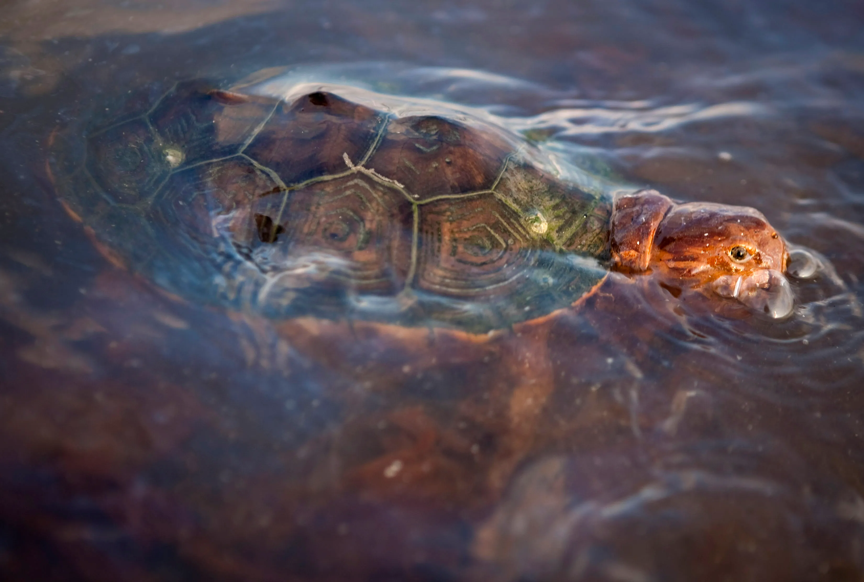 Черепахи без воды