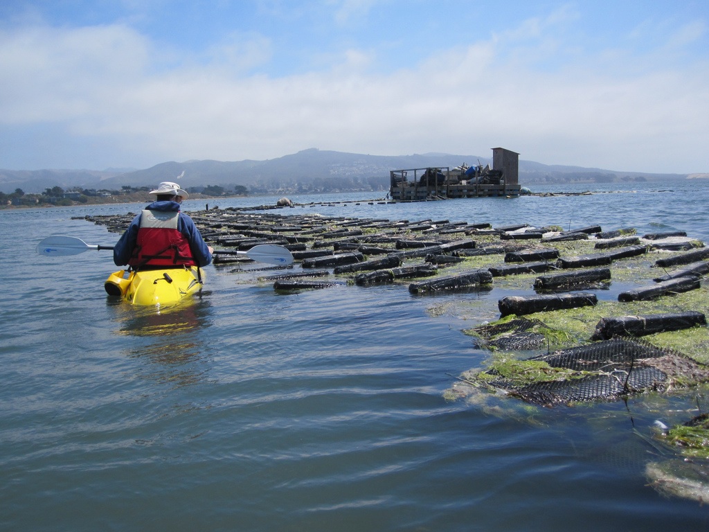 kayaker morro bay