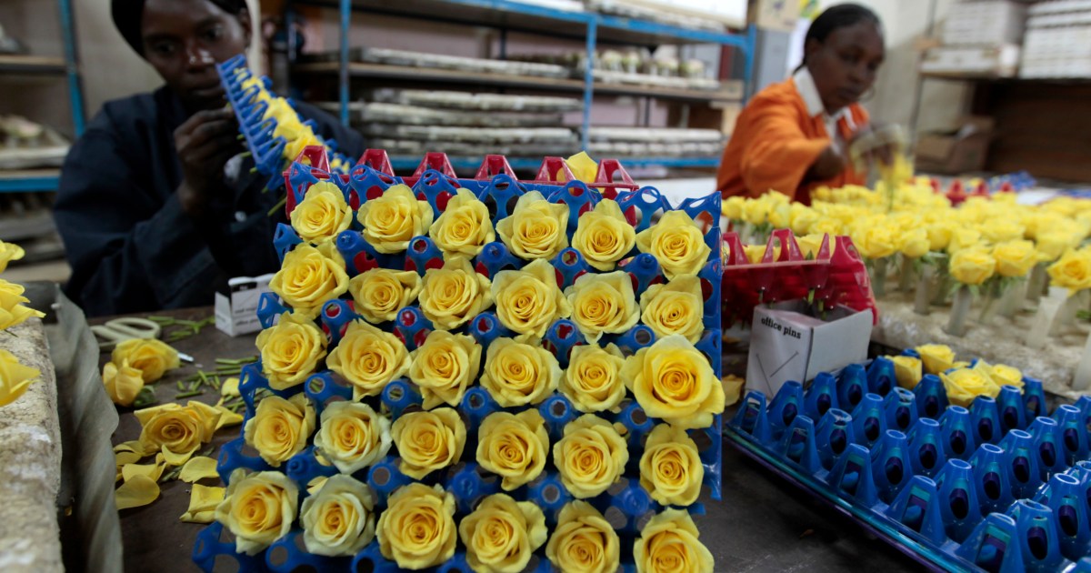 How To Start A Flower Export Business In Kenya Best Flower Site