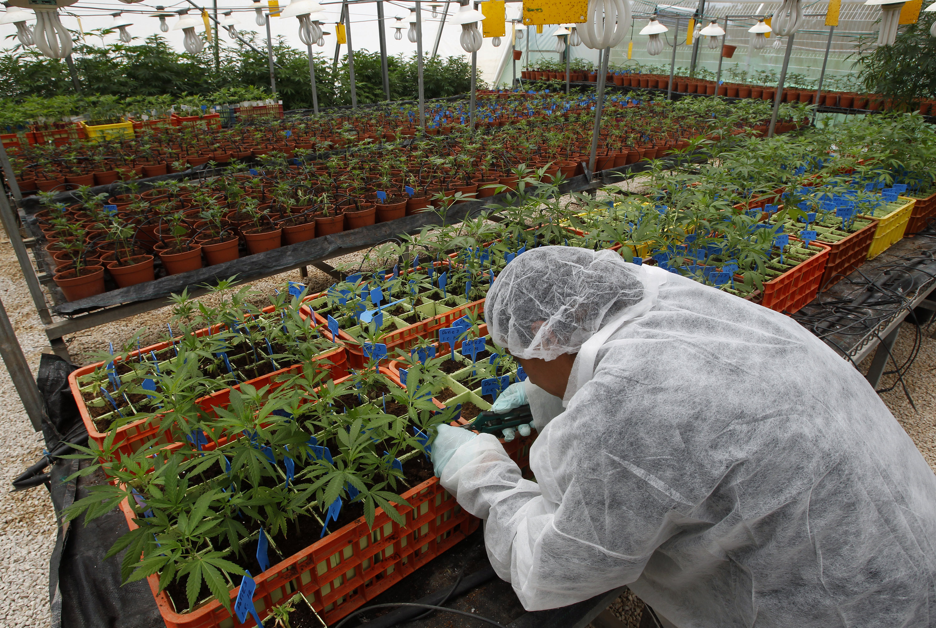 Технологии выращивания растений в регионе. Плантация лекарственных растений. Плантации лекарственных трав. Культивирование лекарственных растений. Культивация растений.