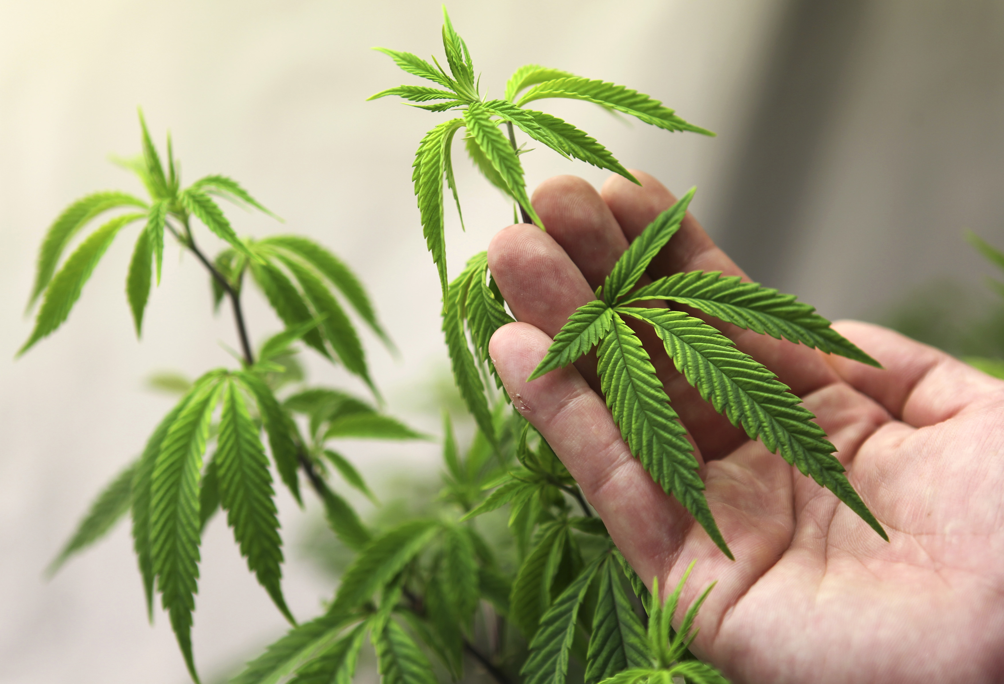 Veterans Medical Marijuana And The United States Senate