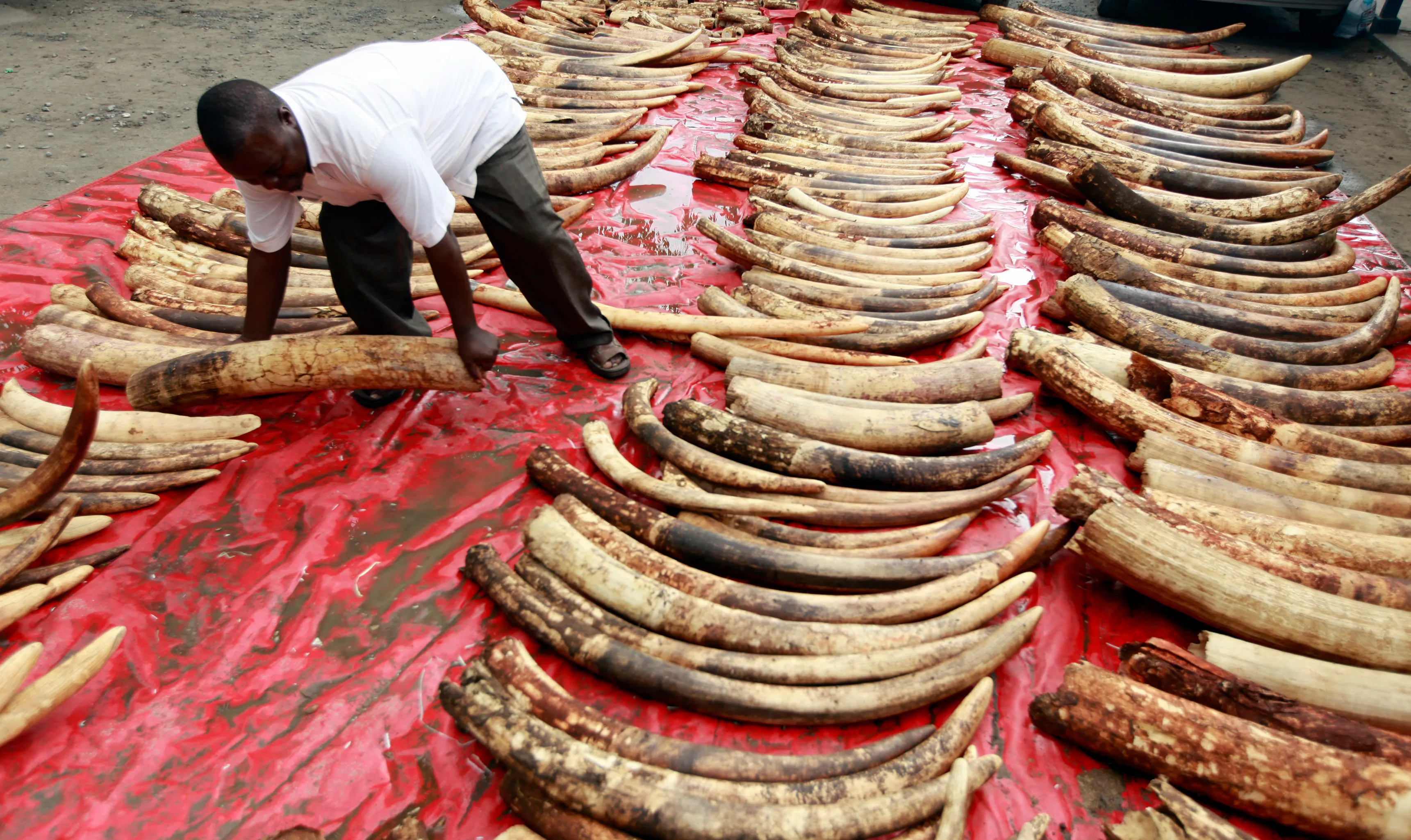 Police and customs seize live animals, horns and ivory in global wildlife  trafficking operation