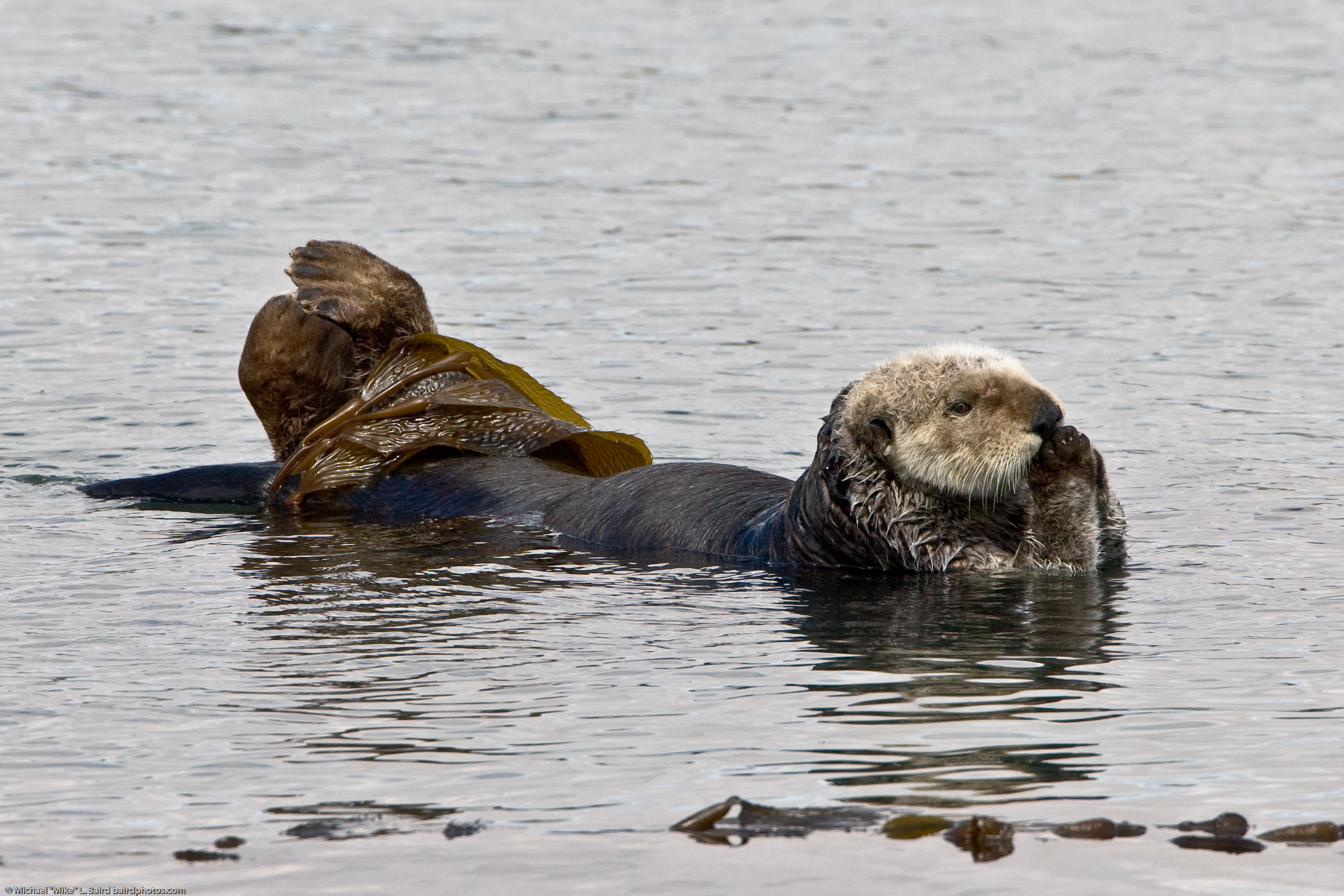 sea otter