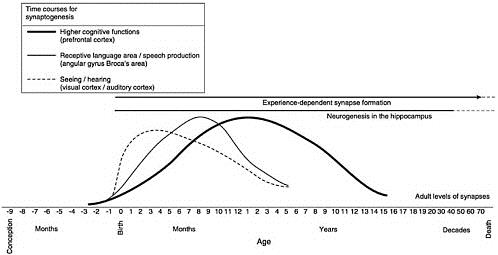 Windows Of Opportunity In Brain Development Chart