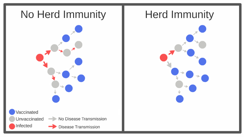 Herd Immunity Take 2