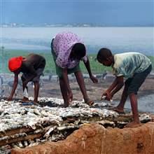 Women and children cure fish in the small Lake Victoria port of Ggaba, Uganda March 8, 2006.