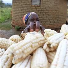 zimbabwe_crops_06_1x1