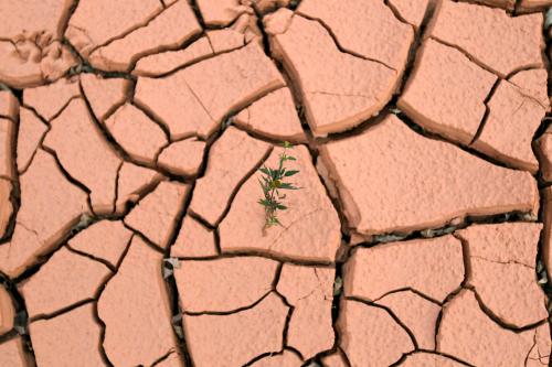 A stalk of wild grass grows off soil from an old site of a rare earth metals mine on the outskirts of Longnan county