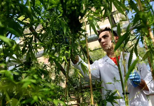 Marijuana farm