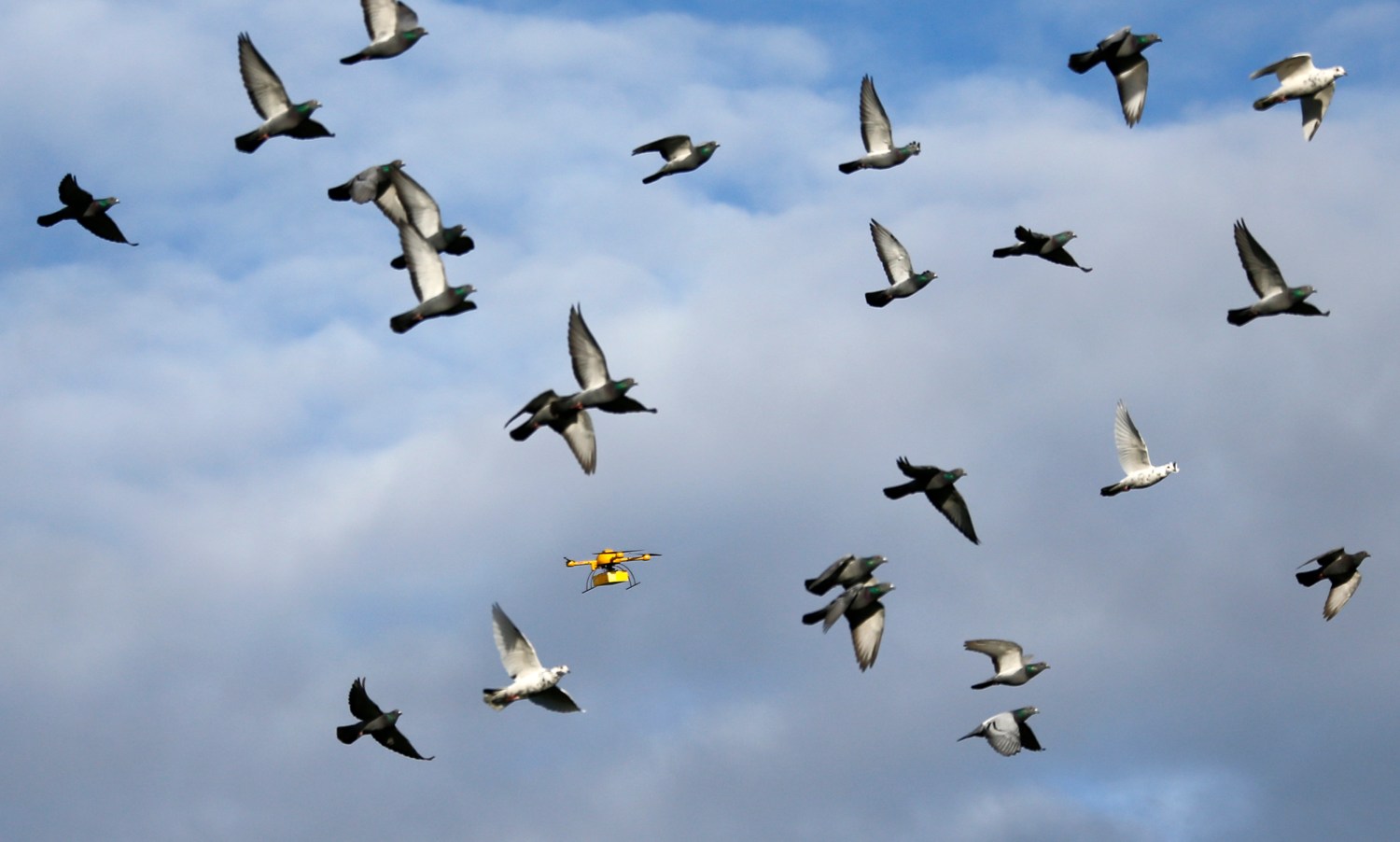 A flock of pigeons flies with a prototype "parcelcopter" of German postal and logistics group Deutsche Post DHL in Bonn December 9, 2013. REUTERS/Wolfgang Rattay