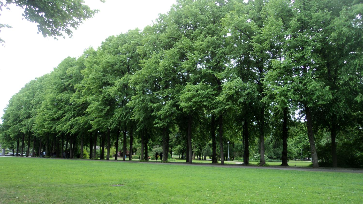 Tree-lined park