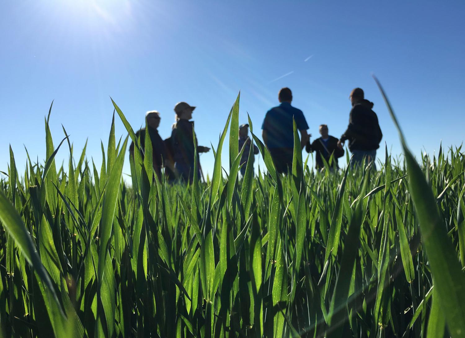 Crop scouts and grain buyers survey a wheat field in Leoni, Kansas, May 4, 2016. Picture taken May 4, 2016. REUTERS/Karl Plume - RTX2D0OB