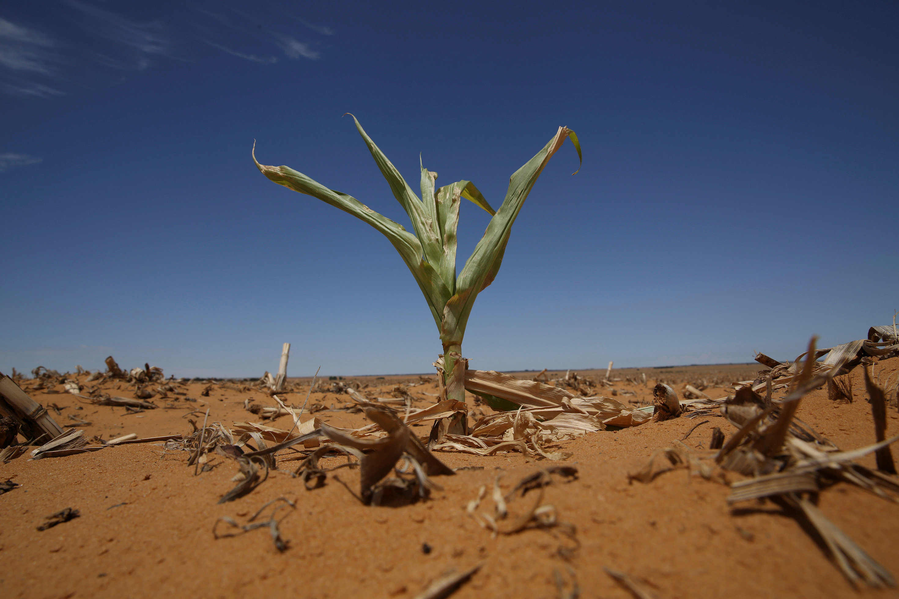 Почему засуха. Засуха растений. Засуха фото. Пустыня засуха.