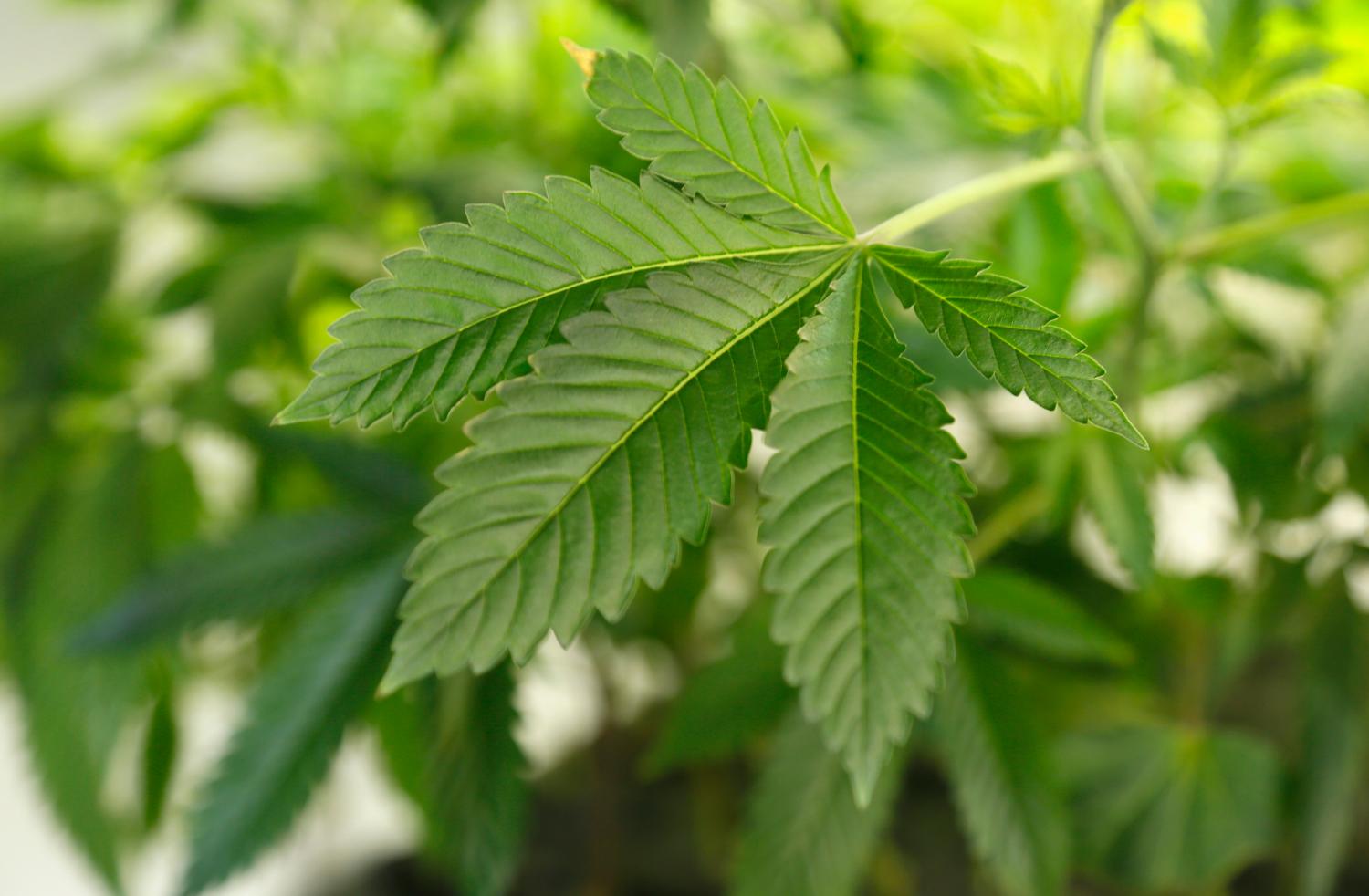 A thriving marijuana plant is seen at a grow operation in Denver, Colorado.