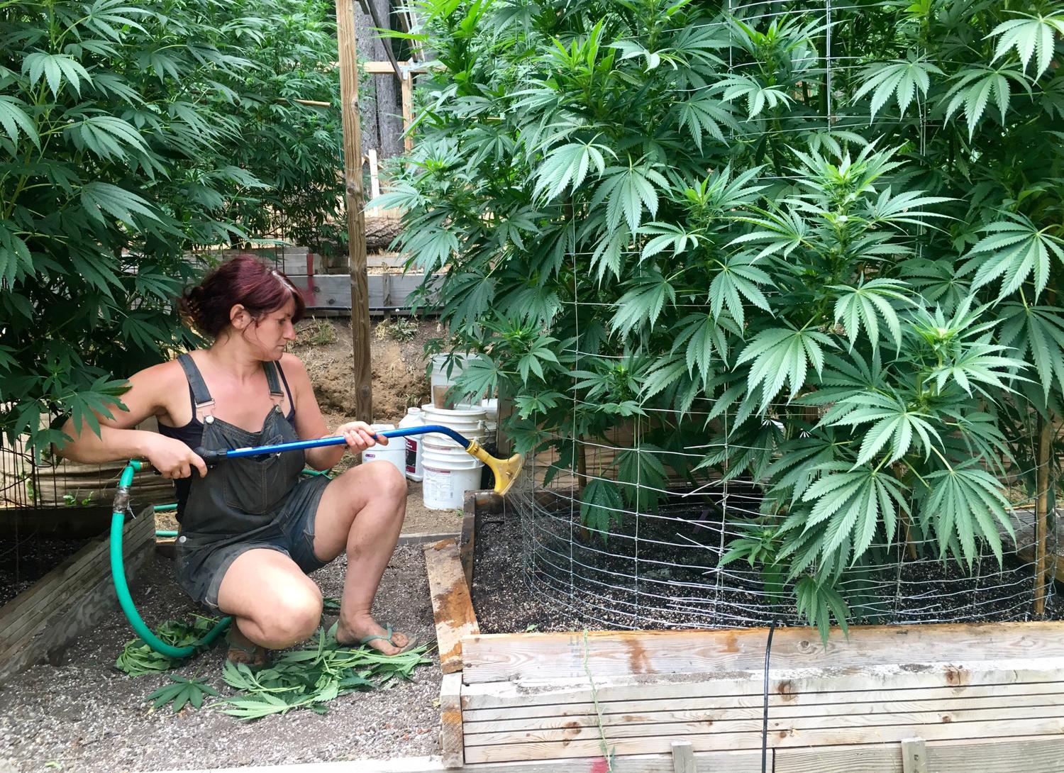 Worker waters marijuana plant