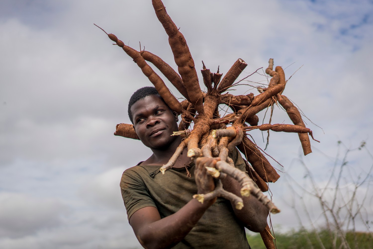 A worker carries cassava roots after they were pulled from the ground during a harvest at the farm of Aolil Pedro in Murrupula Mozambique on August 9th 2016. Pedro took part in an AGRA cassava farmers program that allowed him to gain access to a small amount of land and new varieties of cassava that are resistant to disease that plagues older forms of cassava that are traditionally grown in Mozambique. The AGRA program helped to develop 11 new varieties of cassava that are now being used around the country. The program also connected farmers with resources to find places to sell their cassava.