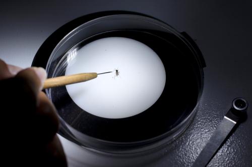 A public health technician inspects an Aedes aegypti mosquito