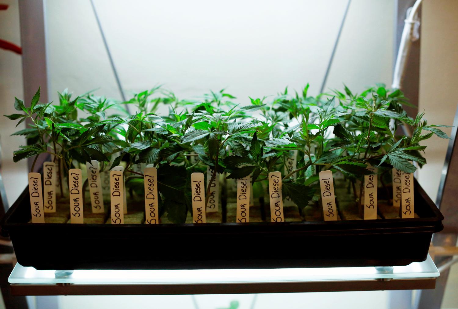 Clones of medicinal marijuana plants are pictured at Los Angeles Patients & Caregivers Group dispensary in West Hollywood