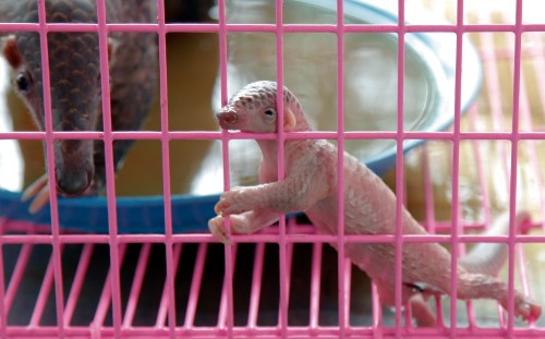 A newborn baby pangolin climbs the walls of a cage during a news conference at Thai customs in Bangkok April 20, 2011. The Thai custom office showed 175 pangolins they found hidden in a truck heading into Bangkok early this morning. Pangolins, or Manis Javanica, listed as endangered species in CITES (Convention on International Trade in Endangered Species), are found in Southeast Asia. Some people believe that its meat and blood can enhance sexual virility. REUTERS/Damir Sagolj (THAILAND - Tags: SOCIETY ANIMALS) - RTR2LFBD