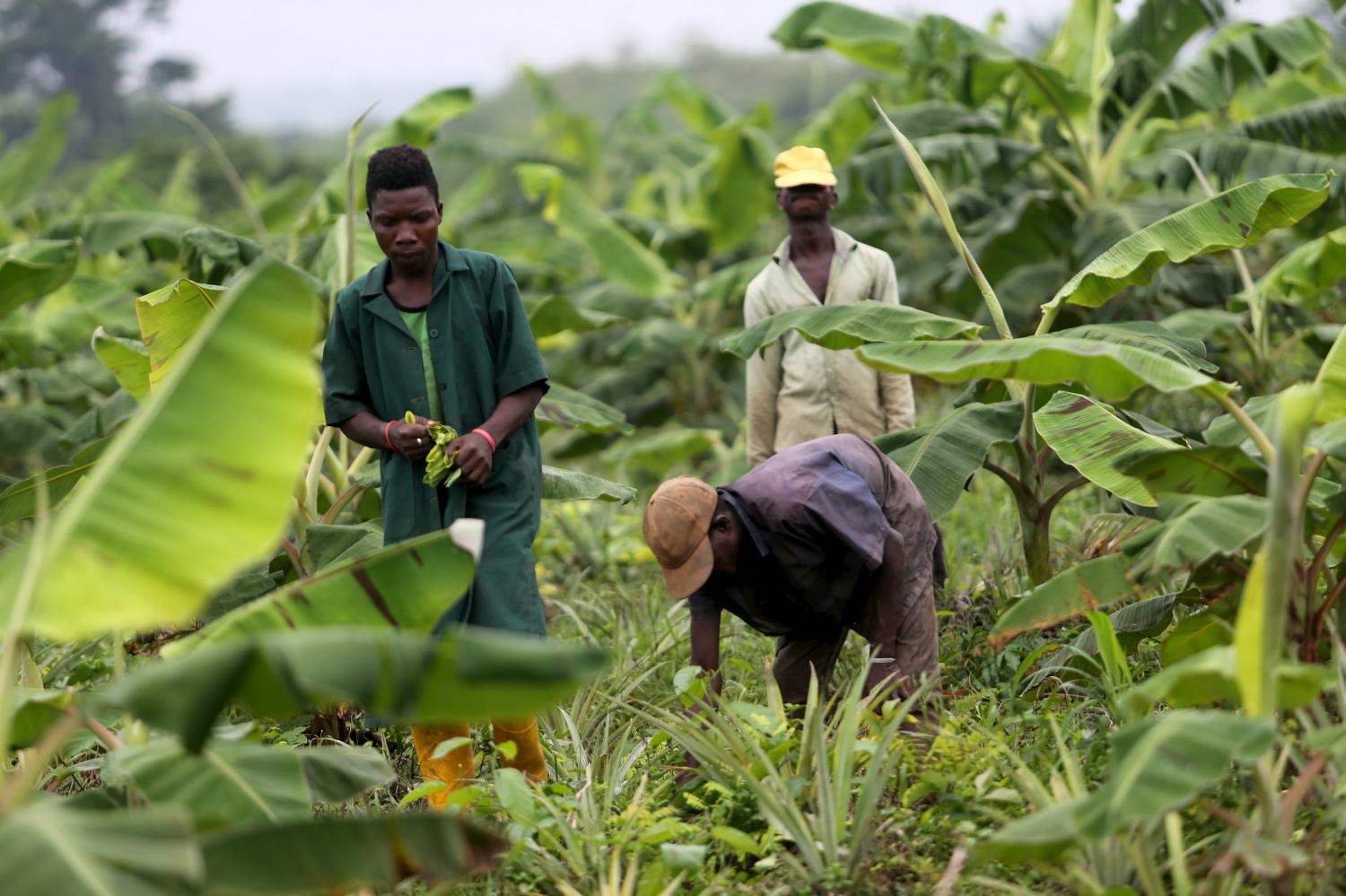 Labourers work on a farm in Asipa Ila village in the outskirts of Abeokuta