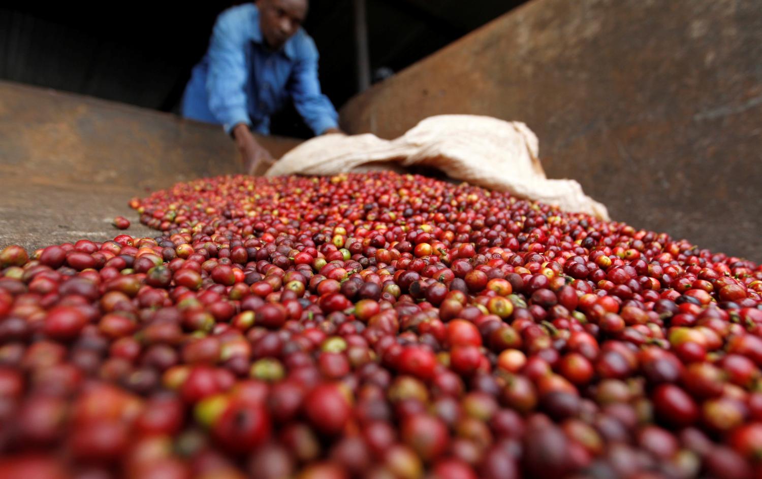 A worker sorts coffee berries at a factory in Kienjege, located in western Kirinyaga county, northwest of Kenya's capital Nairobi