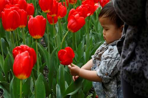A child holds a tulip in New York