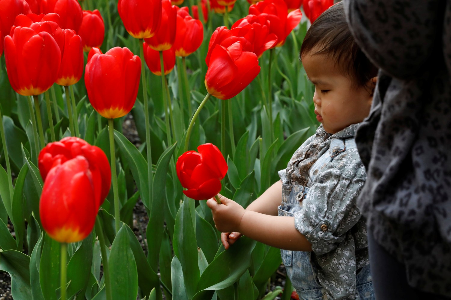 A child holds a tulip in New York
