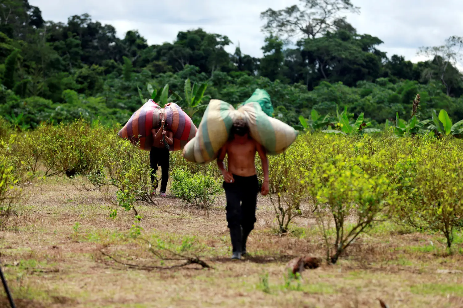 Workers who collect coca leaves, known locally as "raspachines", carry bags with harvested leaves to be processed into coca paste, on a coca farm in Guayabero, Guaviare province, Colombia, May 23, 2016. REUTERS/John Vizcaino/File Photo - RTX2N1WW
