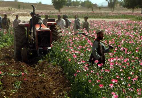 DATE IMPORTED:April 10, 2004AN OPIUM FARMER STARES OUT AT HIS CROP AS OFFICIALS ERADICATE THE POPPY FIELD USING TRACTORS IN KANDAHAR. Masoom Aga (R), an opium farmer, stares out at his crop as officials eradicate his poppy field using tractors near the southern Afghan city of Kandahar April 10, 2004. Afghan President Hamid Karzai recently called for a holy war against drugs in Afghanistan, said to be responsible for more than 75 per cent of the world's heroin. REUTERS/Adrees Latif