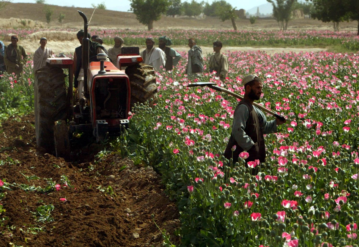 DATE IMPORTED:April 10, 2004AN OPIUM FARMER STARES OUT AT HIS CROP AS OFFICIALS ERADICATE THE POPPY FIELD USING TRACTORS IN KANDAHAR. Masoom Aga (R), an opium farmer, stares out at his crop as officials eradicate his poppy field using tractors near the southern Afghan city of Kandahar April 10, 2004. Afghan President Hamid Karzai recently called for a holy war against drugs in Afghanistan, said to be responsible for more than 75 per cent of the world's heroin. REUTERS/Adrees Latif