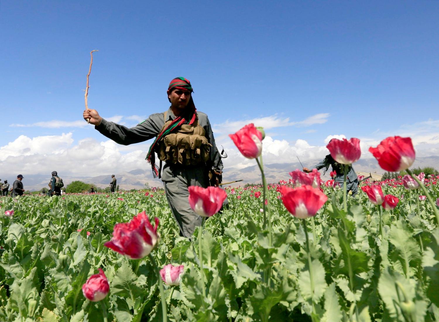 DATE IMPORTED:April 04, 2017An Afghan policeman destroys poppies during a campaign against narcotics in Jalalabad province, Afghanistan, April 4, 2017. REUTERS/Parwiz TPX IMAGES OF THE DAY