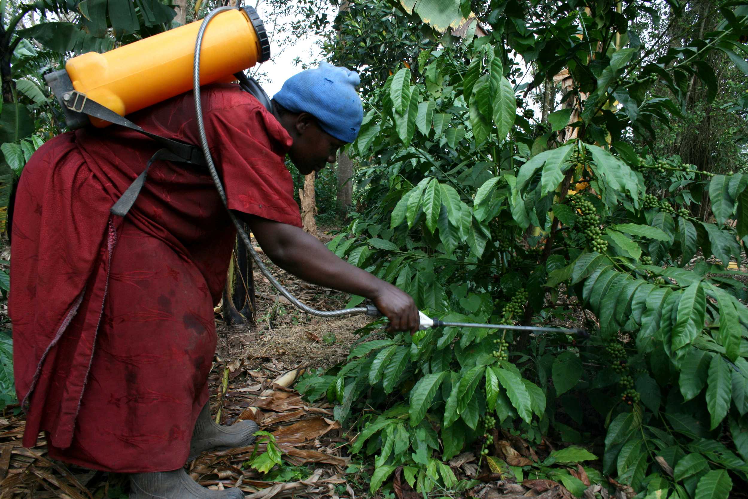dsip uganda The National Social Protection Policy: Income security and dignified lives for all Strategies to raise agricultural productivity,