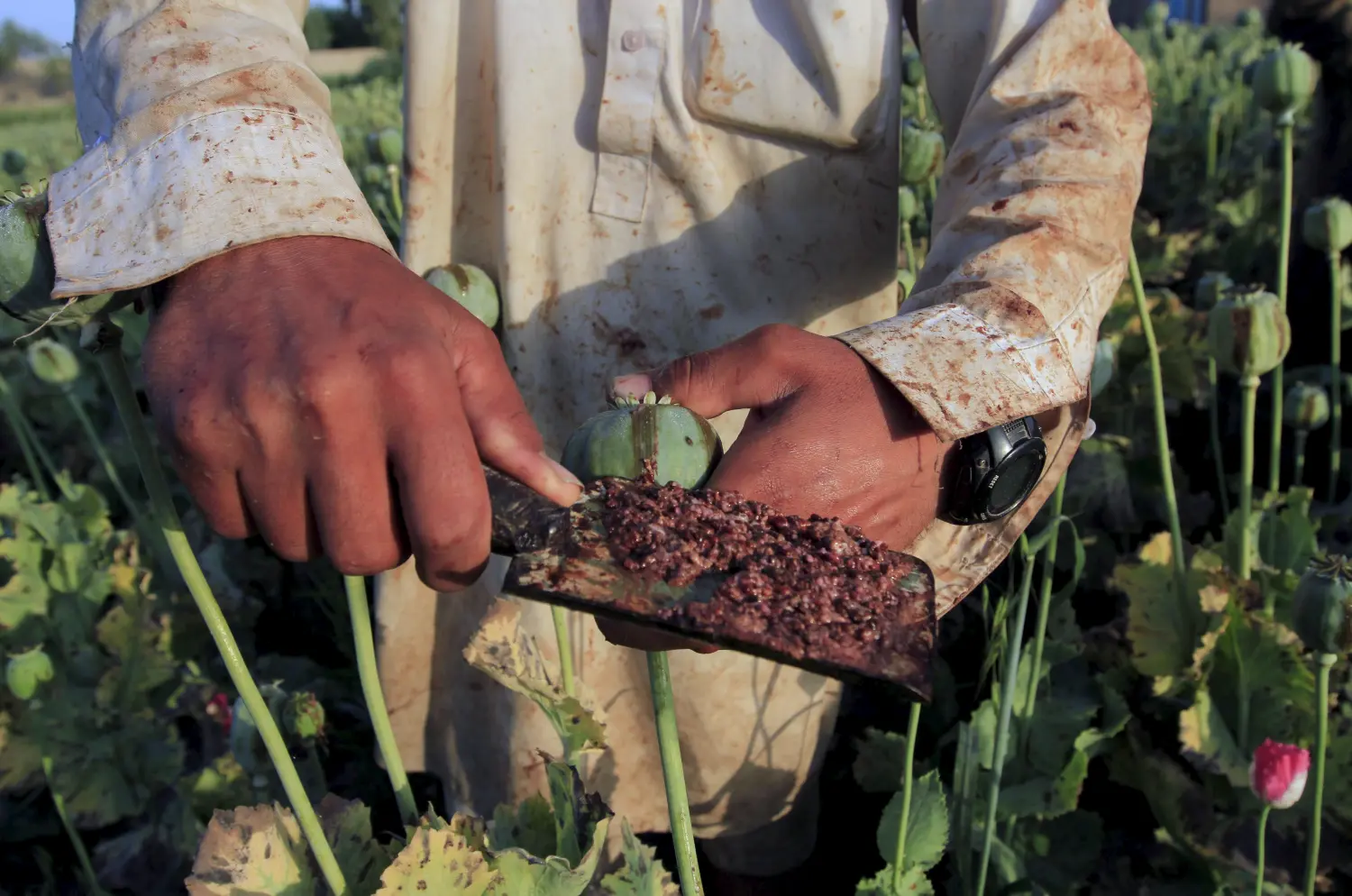 Raw opium from a poppy head is seen at a poppy farmer's field on the outskirts of Jalalabad, April 28, 2015. REUTERS/Parwiz - GF10000075581