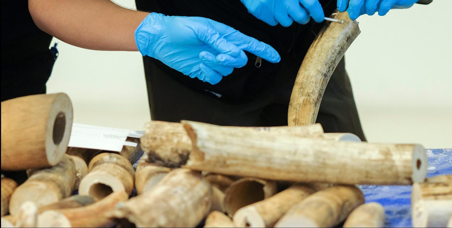 Thai forensic experts collect DNA sample from a confiscated elephant tusk, coming from Malawi, after a news conference at the Customs of Suvarnabhumi International Airport in Bangkok, Thailand, March 7, 2017. REUTERS/Athit Perawongmetha - RC167C22A220