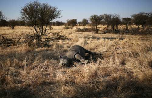 DATE IMPORTED:August 22, 2017A tranquillised rhino is seen after it was dehorned in an effort to deter poaching of one of the world's endangered species, at a farm outside Klerksdorp, in the north west province, South Africa, August 14, 2017. Picture taken August 14, 2017. REUTERS/Siphiwe Sibeko