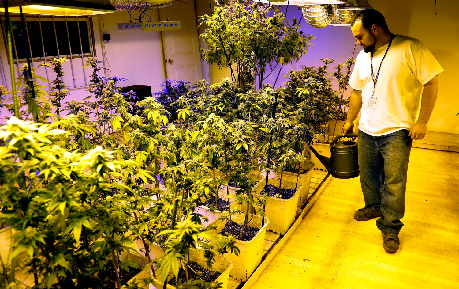 Joe Rey, a grower at 3D Cannabis Center, waters marijuana plants at the company facility in Denver December 31, 2013. Proprietors of the first marijuana retailers licensed to sell pot for recreational use in Colorado, including 3D, were busy rolling joints and stocking shelves with their leafy merchandise on Tuesday, ahead of a New Year's Day grand opening that marks a new chapter in America's drug culture. REUTERS/Rick Wilking (UNITED STATES - Tags: BUSINESS SOCIETY POLITICS DRUGS) - GM1EA110GX401