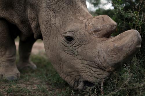 DATE IMPORTED:April 28, 2016A northern white rhino, only three of its kind left in the world, moves in an enclosed and constantly protected perimeter ahead of the Giants Club Summit of African leaders and others on tackling poaching of elephants and rhinos, Ol Pejeta conservancy near the town of Nanyuki, Laikipia County, Kenya, April 28, 2016. REUTERS/Siegfried Modola