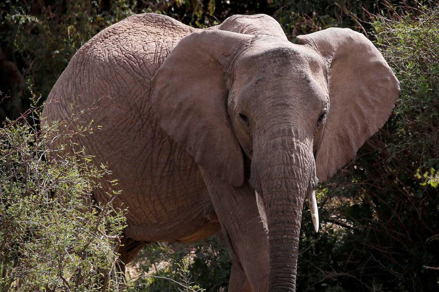 DATE IMPORTED:January 07, 2018An elephant walks through the bush at the Mpala Research Centre in Laikipia County Kenya, January 7, 2018. REUTERS/Baz Ratner