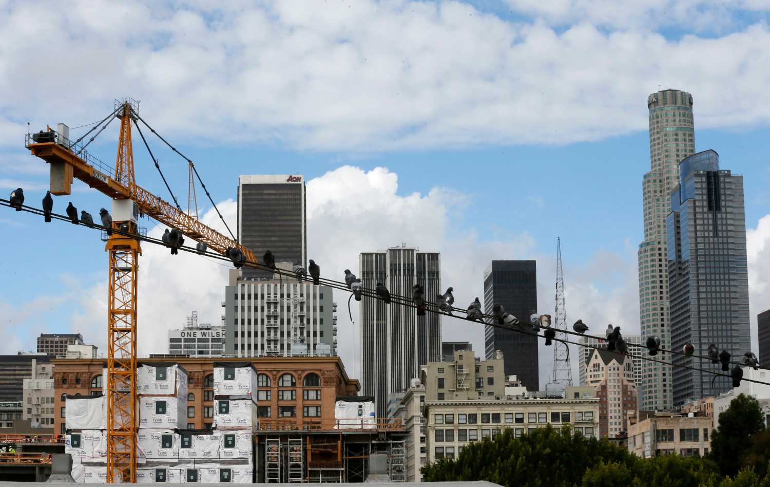 Birds sit on a telephone line near Skid Row.