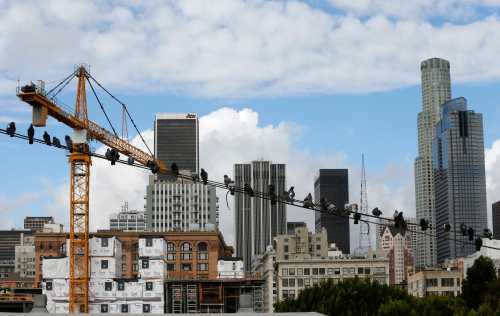 Birds sit on a telephone line near Skid Row.