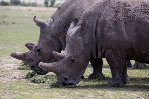 DATE IMPORTED:May 03, 2017Satu and Najin, the two last northern white rhino females, graze at the Ol Pejeta Conservancy in Laikipia national park, Kenya May 3, 2017. REUTERS/Baz Ratner