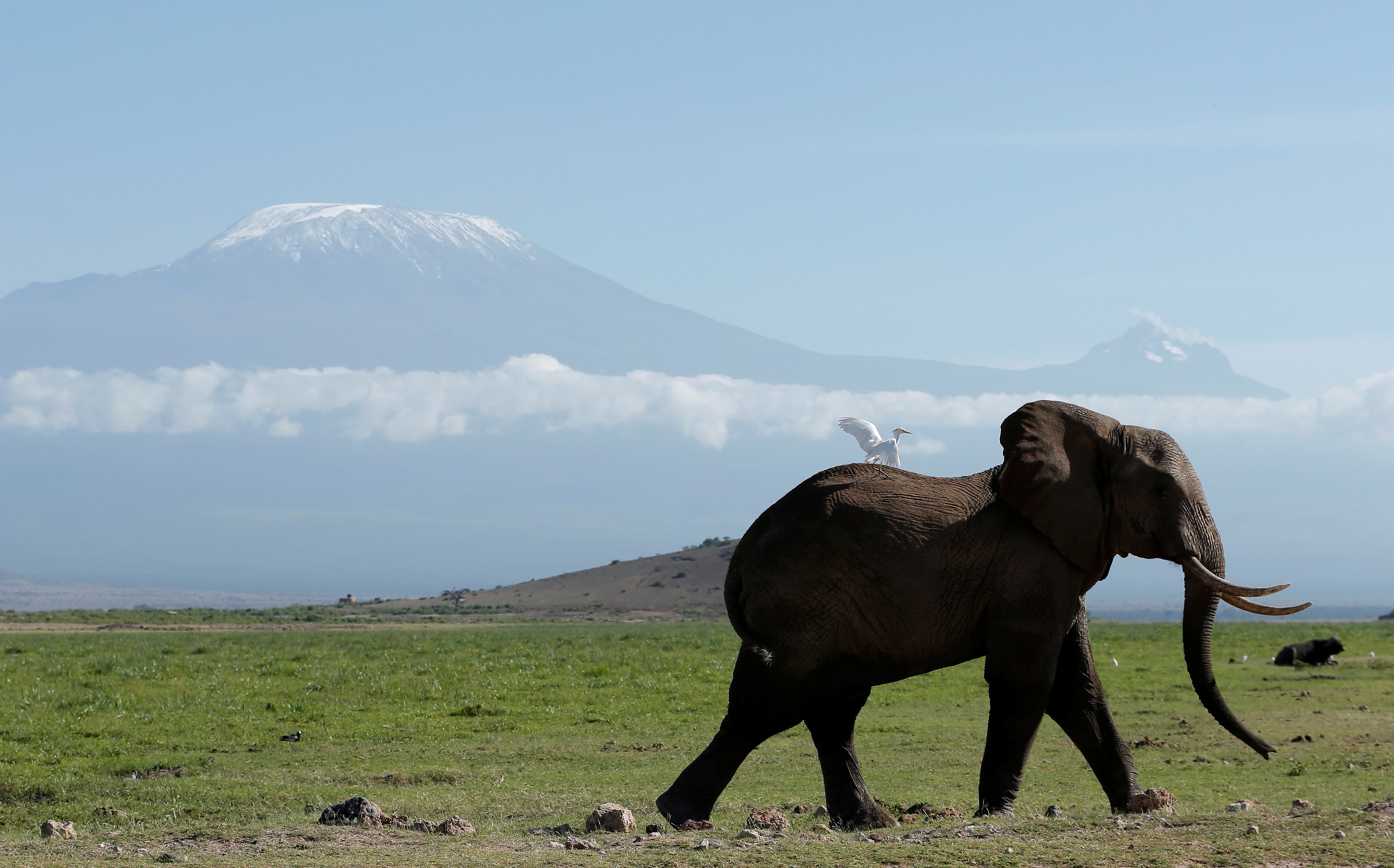 African Elephant Growth Chart