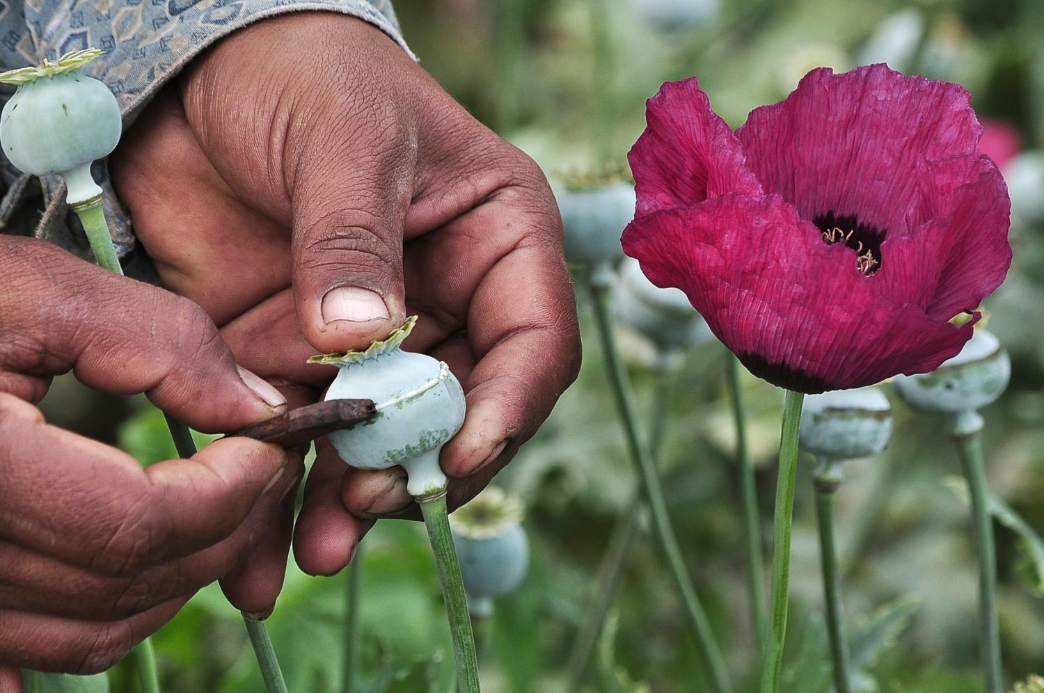A man lances a poppy bulb to extract the sap, which will be used to make opium, at a field in the municipality of Heliodoro Castillo, in the mountain region of the state of Guerrero January 3, 2015. According to local media, 42% of the poppies produced in Mexico come from the state of Guerrero, where impoverished farmers in the mountain cultivate opium poppies as cash crop due to the extreme poverty in where they live. Picture taken January 3, 2015. REUTERS/Claudio Vargas (MEXICO - Tags: DRUGS SOCIETY POVERTY AGRICULTURE) - GM1EB2A0RFL01