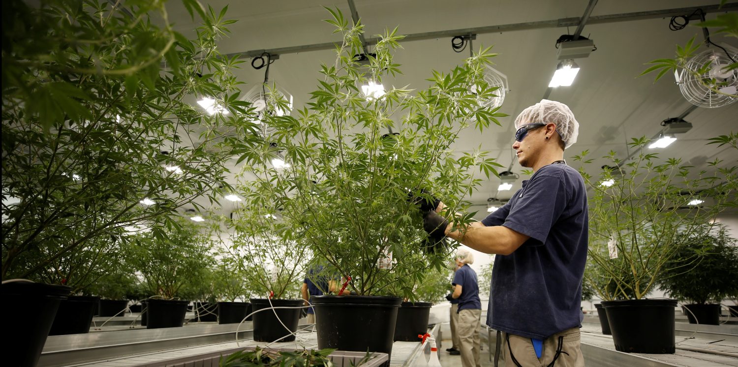 A worker collects cuttings from a marijuana plant at the Canopy Growth Corporation facility.