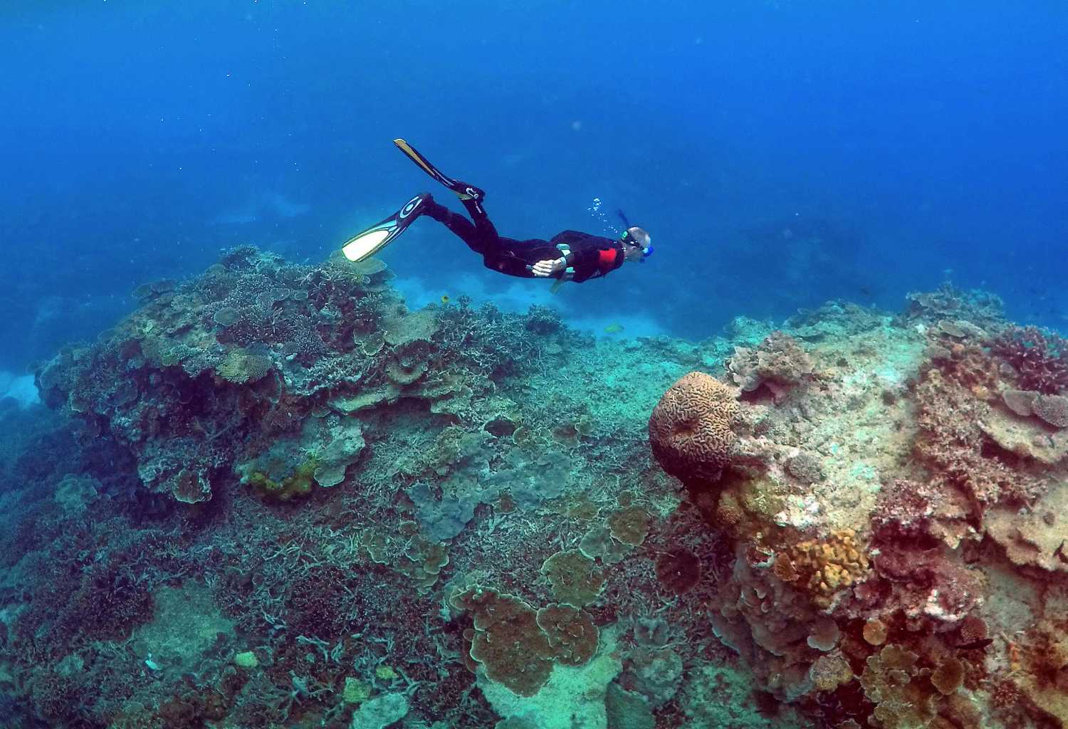 A man snorkels in an area called the "Coral Gardens" near Lady Elliot Island, on the Great Barrier Reef, northeast of Bundaberg town in Queensland, Australia, June 11, 2015. REUTERS/David Gray/File Photo     TPX IMAGES OF THE DAY - RC1B26C3A080